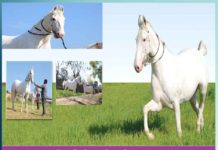 Ruhi: सुर्खियों में है ‘रूही’ 'Ruhi' is in the headlines