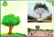 Plantation campaign: प्रकृति के लिए वरदान है डेरा सच्चा सौदा Dera sacha sauda is a true deal for nature