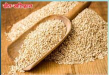 Sesame farming: रेतीली मिट्टी में कारगर है नगदी फसल तिल की खेती Sesame farming