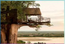 Tree house: आकर्षण के केन्द्र अनोखे ट्री-हाउस Tree house