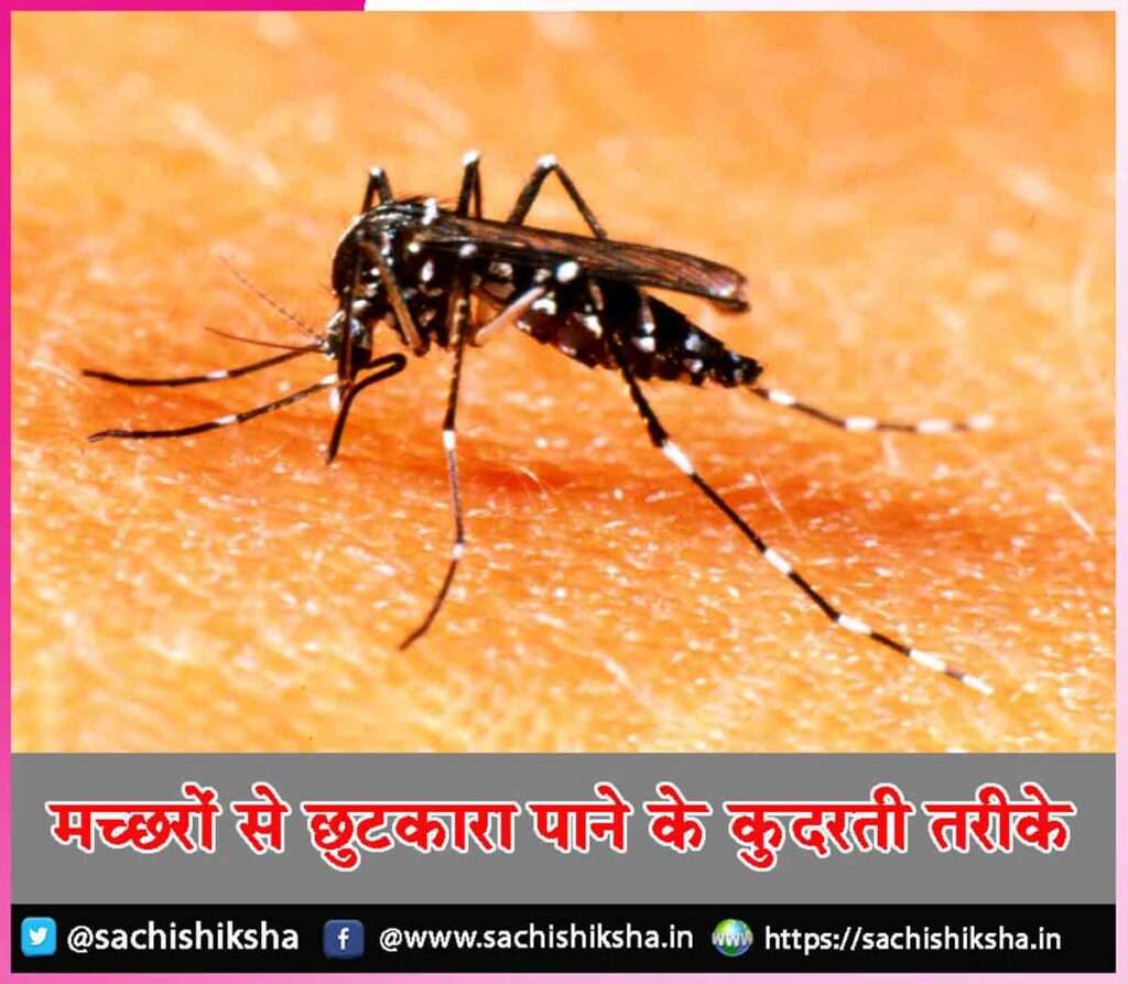 mosquitoes sachi shiksha hindi