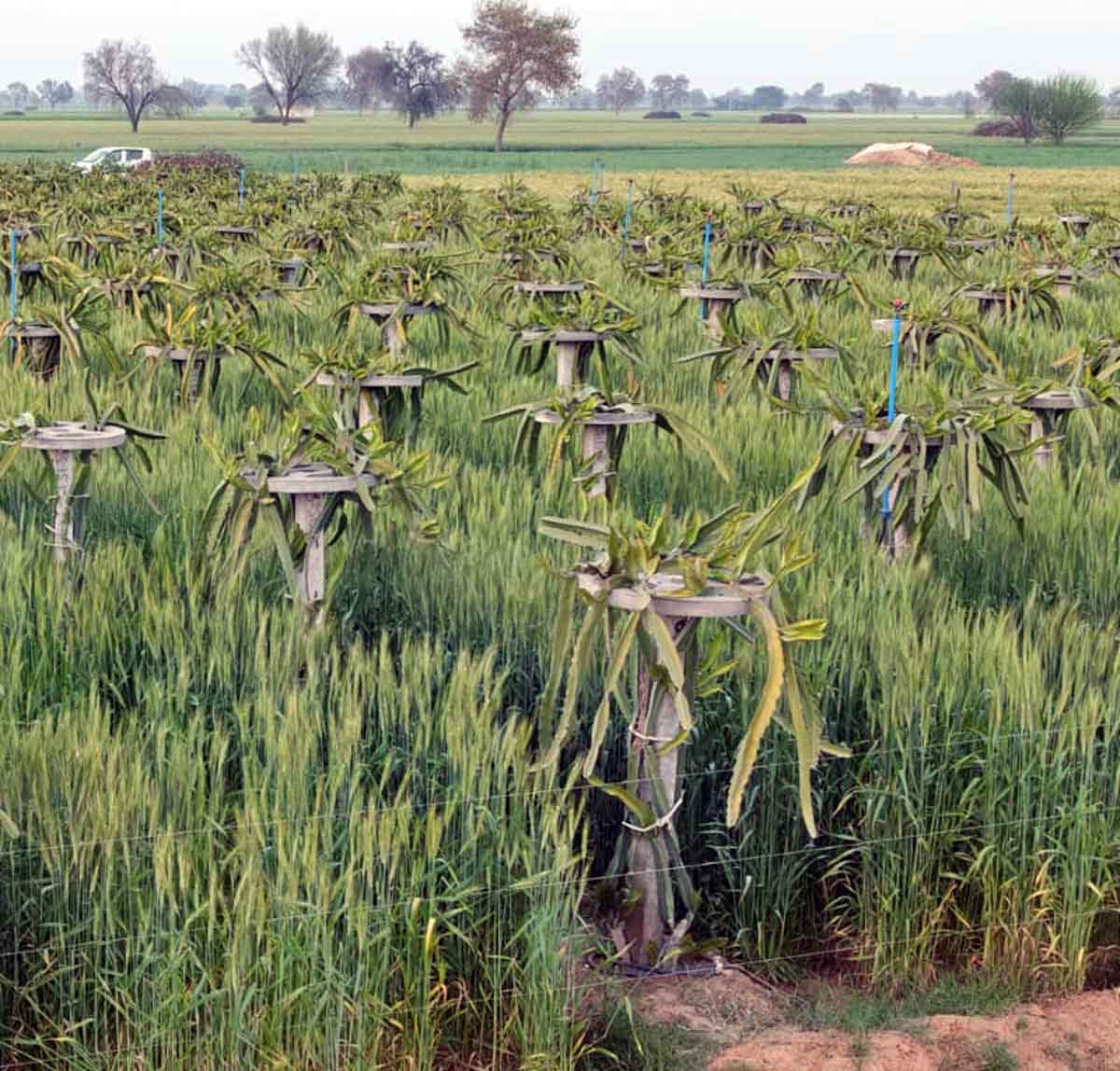 Dragon Fruit: ड्रैगन फ्रूट के बीच उगाई 5 फुट ऊंची गेहूँ 1 Dragon Fruit 2