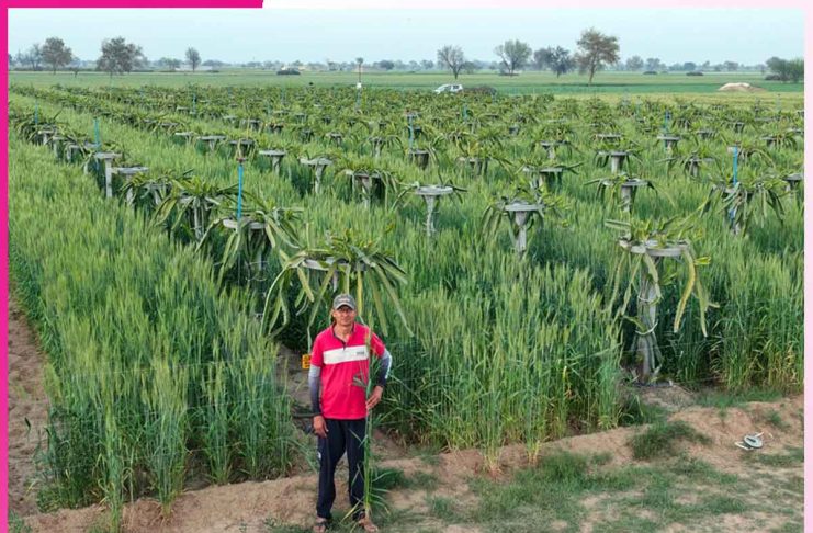 Dragon Fruit: ड्रैगन फ्रूट के बीच उगाई 5 फुट ऊंची गेहूँ Dragon Fruit