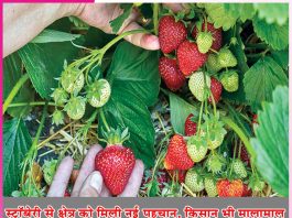 Strawberry Farming: स्ट्रॉबेरी से क्षेत्र को मिली नई पहचान, किसान भी मालामाल Strawberry Farming