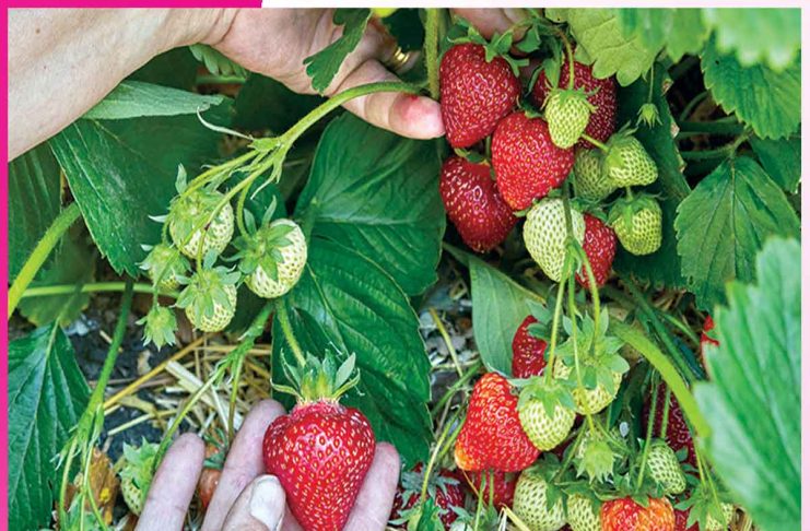 Strawberry Farming: स्ट्रॉबेरी से क्षेत्र को मिली नई पहचान, किसान भी मालामाल Strawberry Farming
