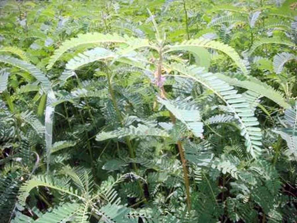Green Manure: भूमि की उर्वरक शक्ति बनाने में कारगह है हरी खाद 1 Green Manure
