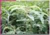 Green Manure: भूमि की उर्वरक शक्ति बनाने में कारगह है हरी खाद Green Manure