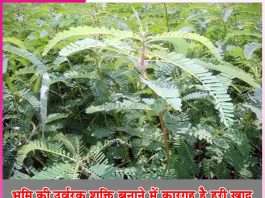 Green Manure: भूमि की उर्वरक शक्ति बनाने में कारगह है हरी खाद Green Manure