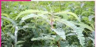 Green Manure: भूमि की उर्वरक शक्ति बनाने में कारगह है हरी खाद Green Manure