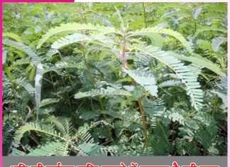Green Manure: भूमि की उर्वरक शक्ति बनाने में कारगह है हरी खाद Green Manure