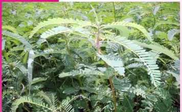 Green Manure: भूमि की उर्वरक शक्ति बनाने में कारगह है हरी खाद Green Manure