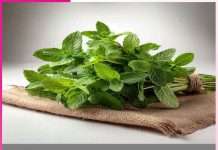 Mint: गर्मी के रोगों की रामबाण दवा ‘पुदीना’ Mint