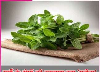 Mint: गर्मी के रोगों की रामबाण दवा ‘पुदीना’ Mint