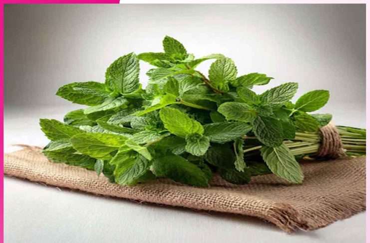 Mint: गर्मी के रोगों की रामबाण दवा ‘पुदीना’ Mint
