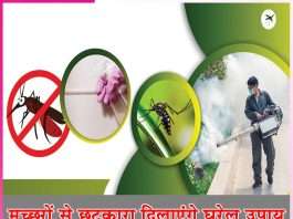 mosquitoes: मच्छरों से छुटकारा दिलाएंगे घरेलू उपाय mosquitoes