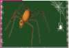 spider: मकड़ी होगी घर से बाहर spider