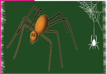 spider: मकड़ी होगी घर से बाहर spider
