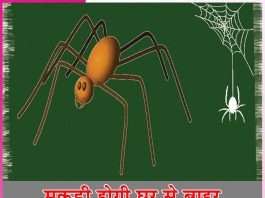 spider: मकड़ी होगी घर से बाहर spider