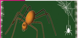 spider: मकड़ी होगी घर से बाहर spider