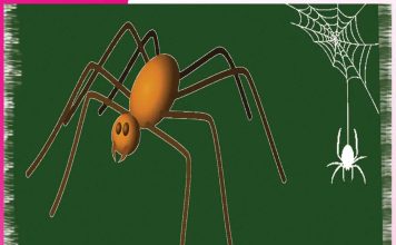 spider: मकड़ी होगी घर से बाहर spider