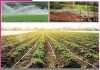Modern irrigation: आधुनिक सिंचाई ड्रिप-स्प्रिंकलर सिस्टम Modern irrigation