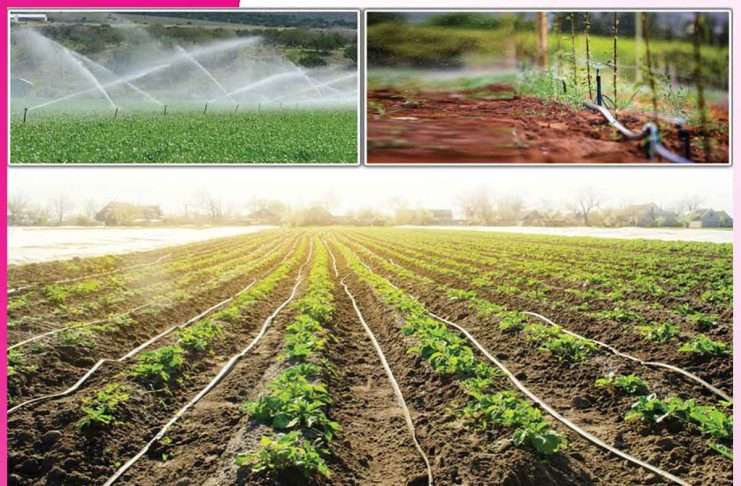 Modern irrigation: आधुनिक सिंचाई ड्रिप-स्प्रिंकलर सिस्टम Modern irrigation