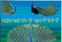 Many expressions are hidden in the dance of the national bird peacock - Sachi Shiksha Hindi