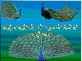 Many expressions are hidden in the dance of the national bird peacock - Sachi Shiksha Hindi