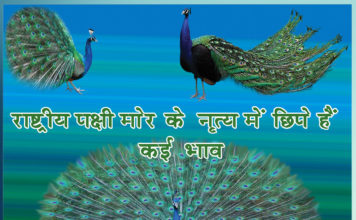 Many expressions are hidden in the dance of the national bird peacock - Sachi Shiksha Hindi