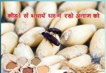 कीड़ों से बचायें घर में रखे अनाज को save the cereals kept at home from the insects - Sachi Shiksha