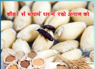 save the cereals kept at home from the insects - Sachi Shiksha