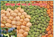 कीटमुक्त रखें चना, लें उत्पादन घना Get maximum production by keeping grams insect free - Sachi Shiksha Hindi