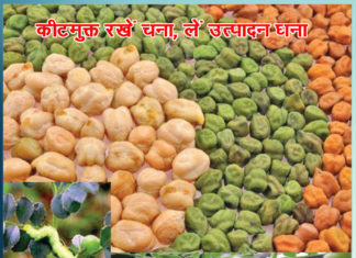 Get maximum production by keeping grams insect free - Sachi Shiksha Hindi