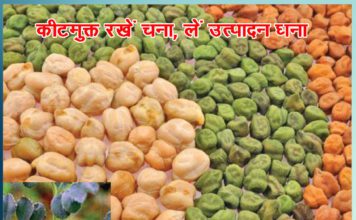 Get maximum production by keeping grams insect free - Sachi Shiksha Hindi