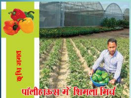 कृषि जगत पॉलीहाऊस में शिमला मिर्च का उत्पादन
