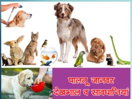 take care of pet animals (Paltu Janwar) in hindi - Sachi Shiksha