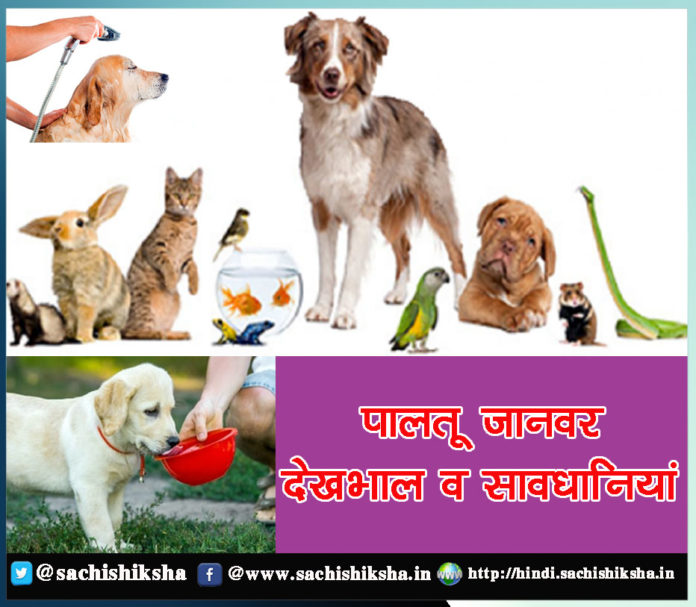 take care of pet animals (Paltu Janwar) in hindi - Sachi Shiksha