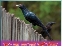 कुहू-कुहू कर गाने वाली कोयल