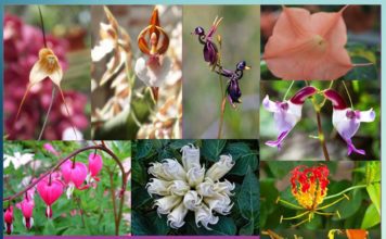 beautiful dangerous flowers