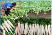 मूली की काश्त से मिले अधिक लाभ मूली की काश्त से मिले अधिक लाभ