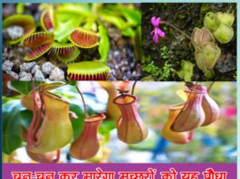 चुन-चुन कर मारेगा मच्छरों को यह पौधा