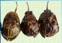 पंजाबी डिश भरवां बैंगन पंजाबी डिश भरवां बैंगन