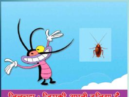 all about cockroach in hindi sachi shiksha