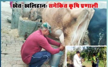 Success Story of Dairy farmingSuccess Story of Dairy farming in Hindi - Sachi Shiksha
