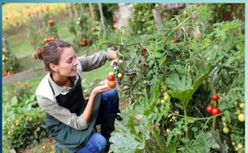 kitchen gardening tips in hindi - Sachi Shiksha