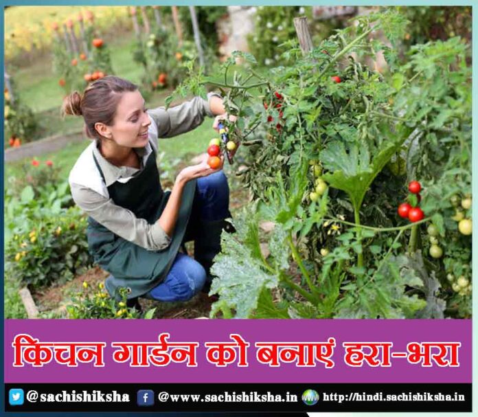 kitchen gardening tips in hindi - Sachi Shiksha