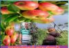 Uttarakhand farmer bags Guinness record for growing organic apples and world’s tallest coriander plant - Sachi Shiksha