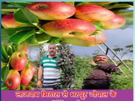 Uttarakhand farmer bags Guinness record for growing organic apples and world’s tallest coriander plant - Sachi Shiksha