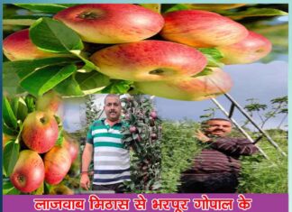 Uttarakhand farmer bags Guinness record for growing organic apples and world’s tallest coriander plant - Sachi Shiksha