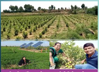 laxmi manoj khandelwal made a nationwide recognition with their innovative guava cultivation - Sachi Shiksha